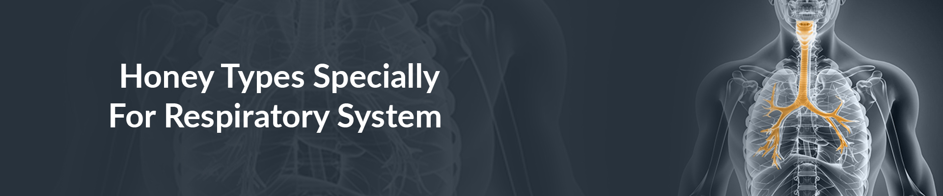 Respiratory System